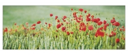 coquelicots-pay-005